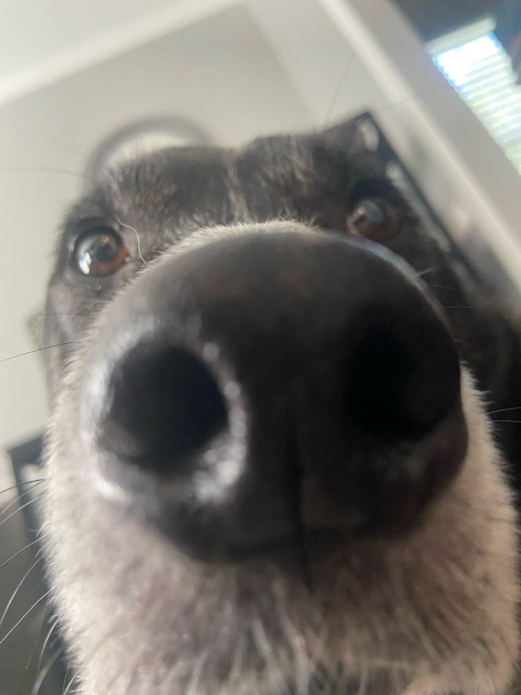 Dog close up
