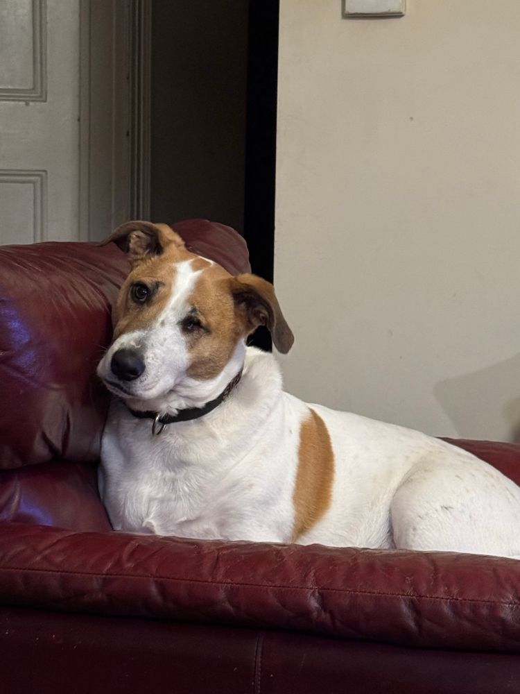 A white and brown dog sitting in an armchair gazing quizzically at the camera 