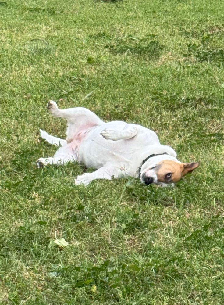 White and brown dog rolling in grass. Belly up and side eye to camera. 