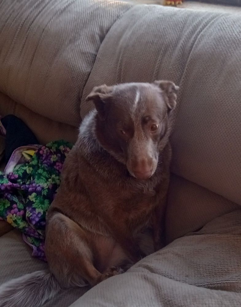 An Australian Cattle Dog sitting on a chenille couch, head hanging in shame. 