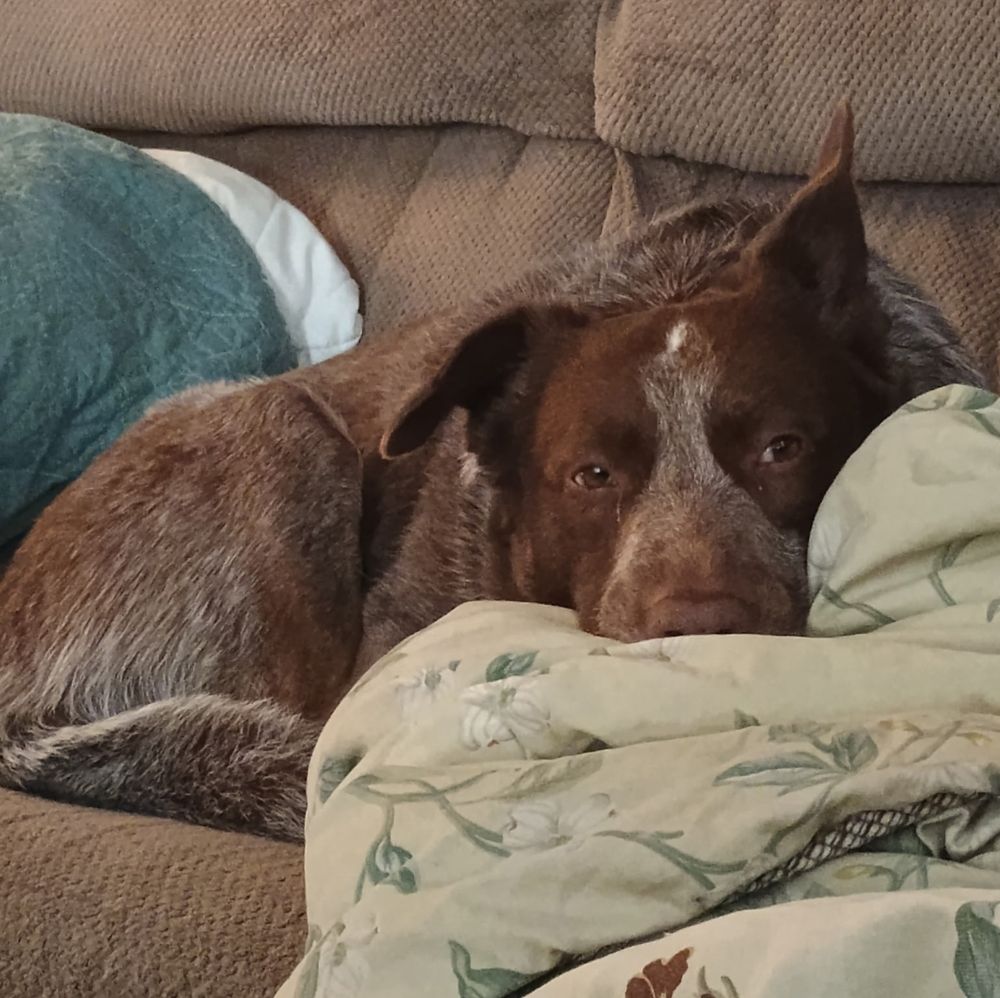 A Cattle Dog laying on a couch with her head on a flowered blanket
