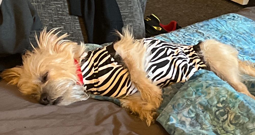 Small blonde dog in a zebra print body vest and red collar laying on a mattress with a dark grey sheet and blue/green quilt with random living room stuff in the background