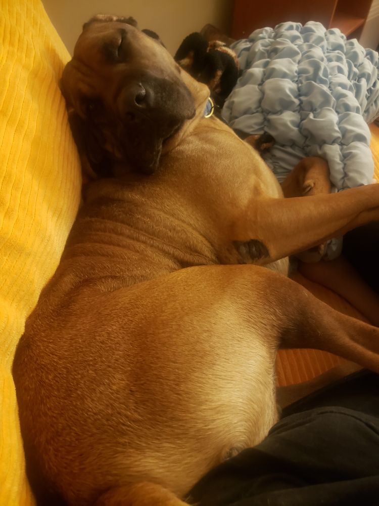 A golden-brown mastiff dog lies facing away from the camera on a low orange sofa in a silly position with his neck craned back toward you and his eyes closed