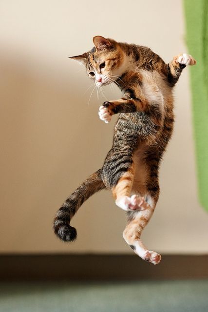 Jumping cat