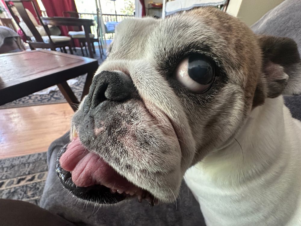 Photo of Lily the dog