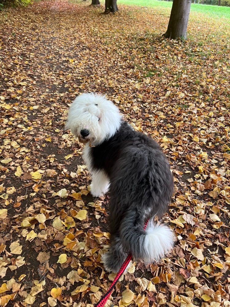 Rhys standing on a footpath that’s strewn with autumn leaves. He is looking back at the camera. 