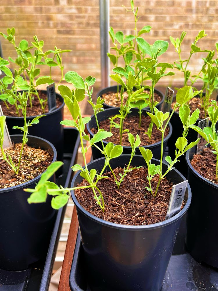 Pots of seed sown Sweet peas growing in my unheated greenhouse 