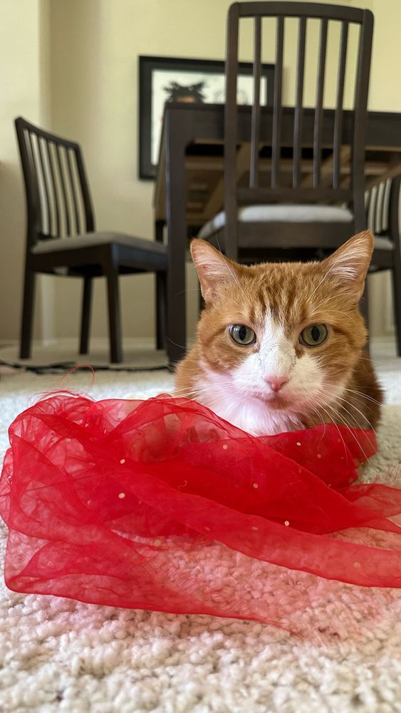 Image of orange cat looking at the camera over a piece of red tule 