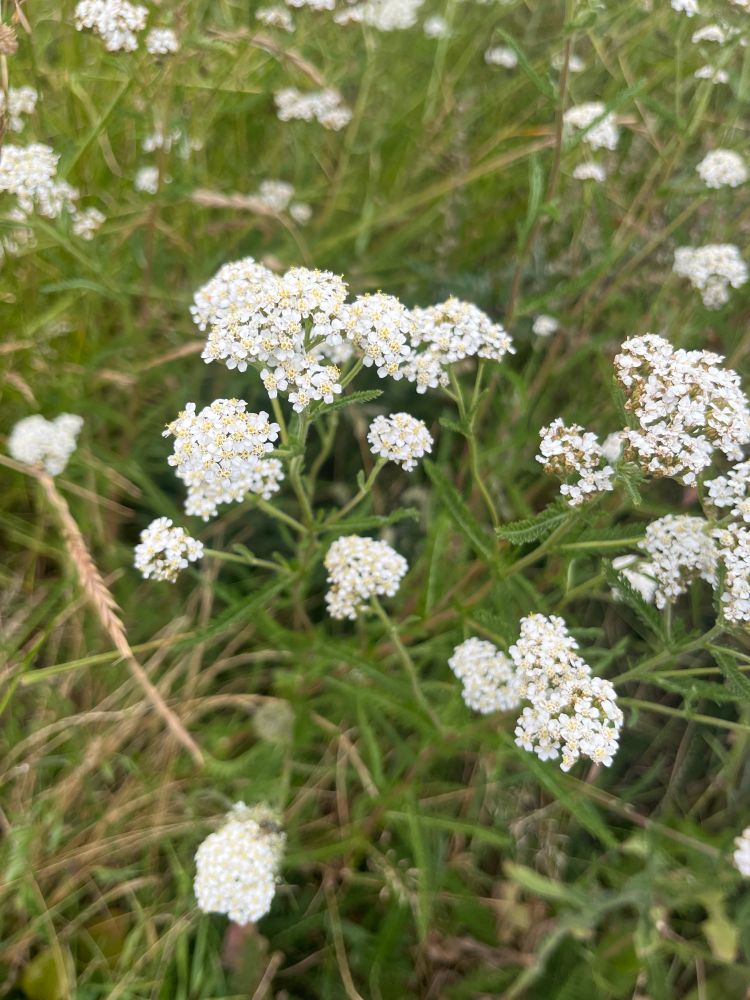 Yarrow