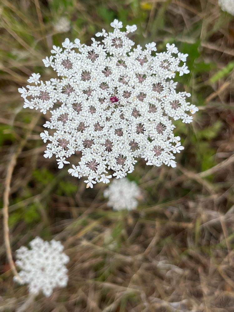 Wild carrot