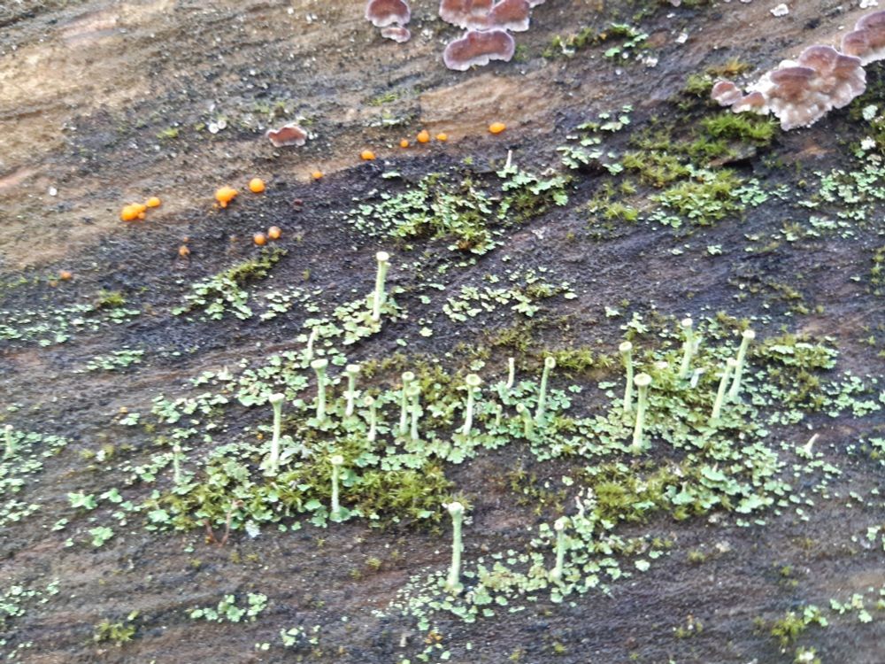 Auf einem toten Baum wachsen orangefarbene Pilze, grübe Flechten und Moose, zudem sieht man hellgrübe Pilztrompeten und auch ein paar hellbraune Pilze mit weißem Rand.