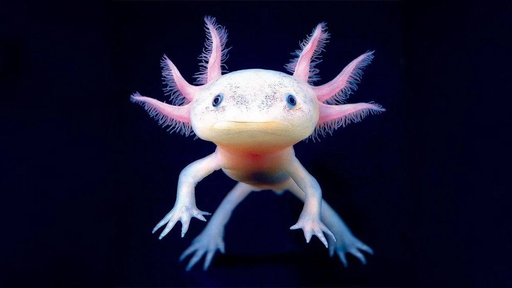 The photo shows a concerned axolotl.