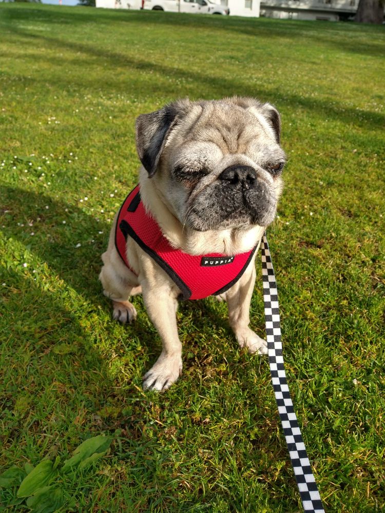 A photo of Matthew (Matty) Nilsson, a pug. He is squinting because the sun is in his eyes but you can also imagine he's expressing exasperation.
