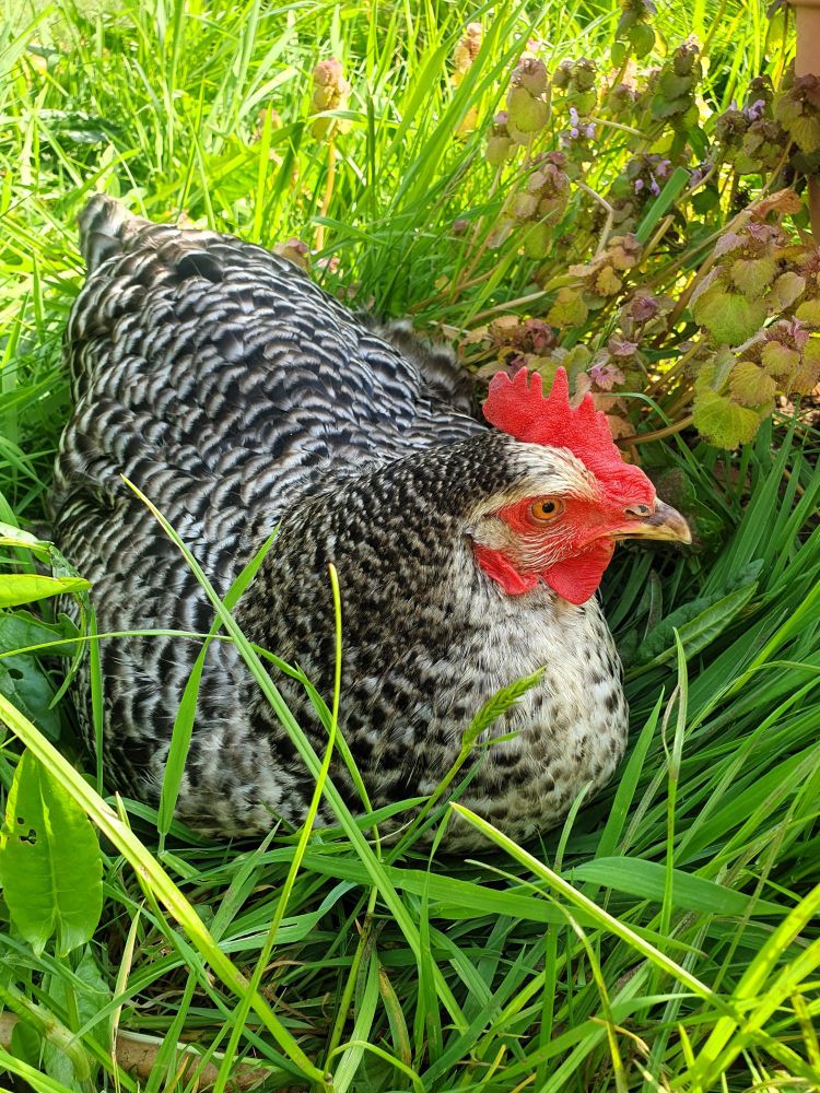 Close up image of a plump, speckled black and white hen snuggling down in a patch of long grass. Her bright red wattles and comb stand out against the lush green grass