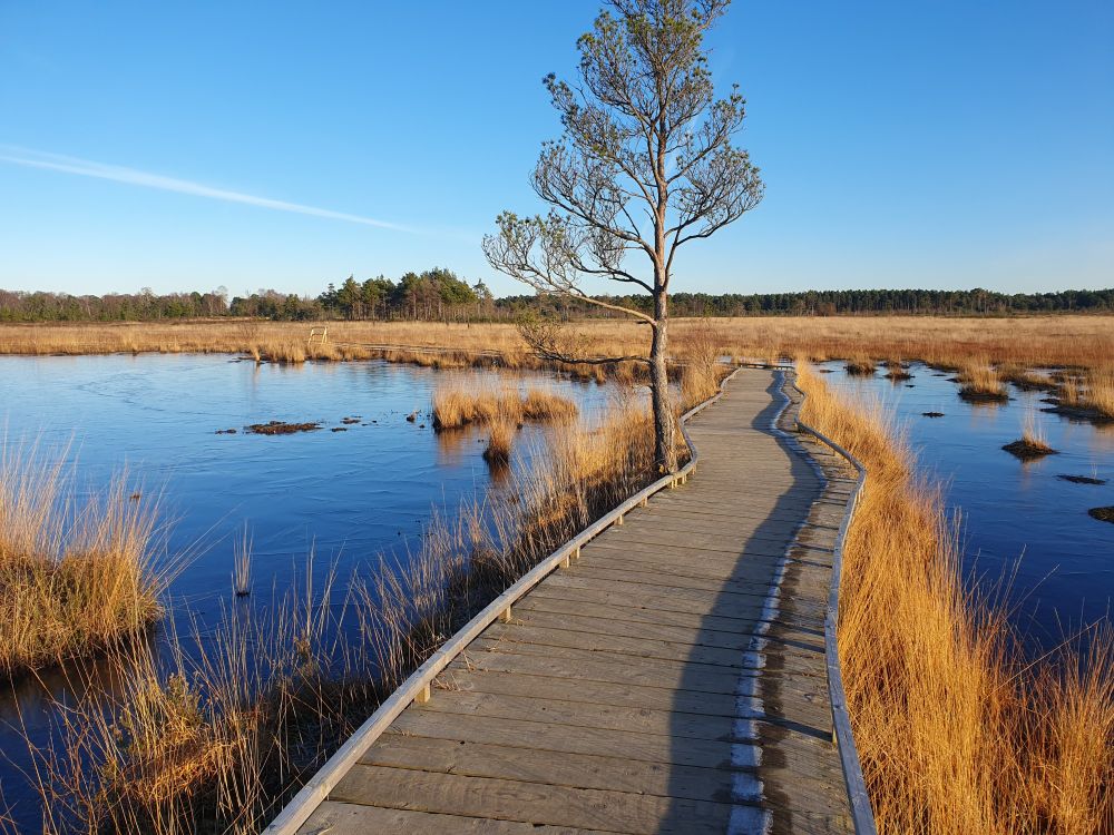 A crisp and perfectly still winter day. A wooden boardwalk leads across two frozen ponds which reflect the bright blue sky. The dry winter grass looks golden in the sunlight. A single spindly pine tree stands alone in the centre of the frame.
