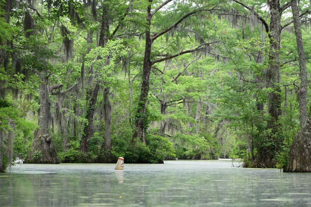 Lots of cypress trees in a swamp covered in Spanish moss. This is shot from the perspective of me being in my kayak in the water. #photography 