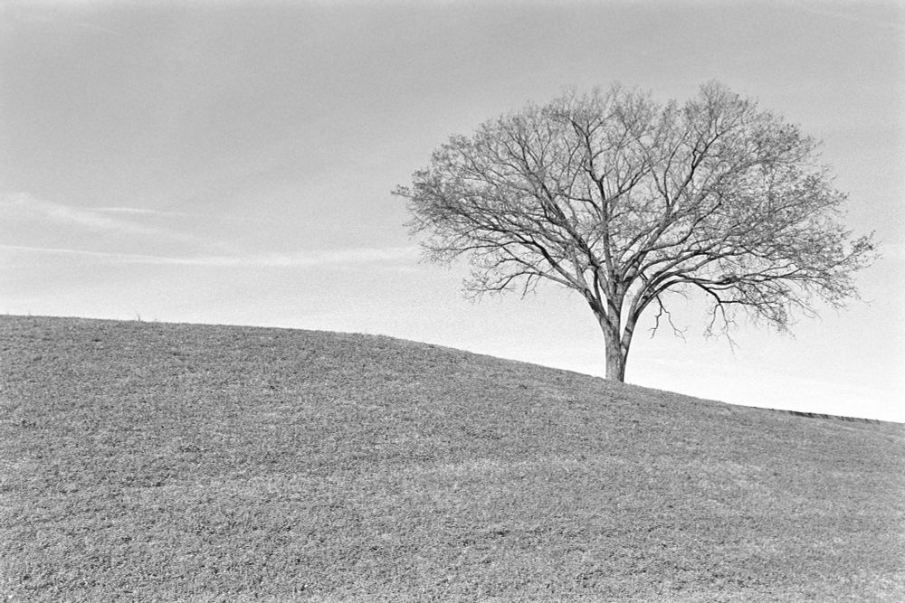 An S shaped hill with a leafless tree on the right side. It's black and white.