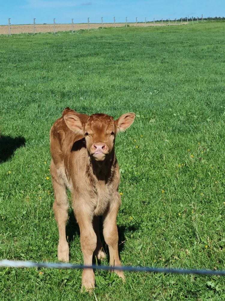 Ein Kälbchen steeckt die Zunge raus.