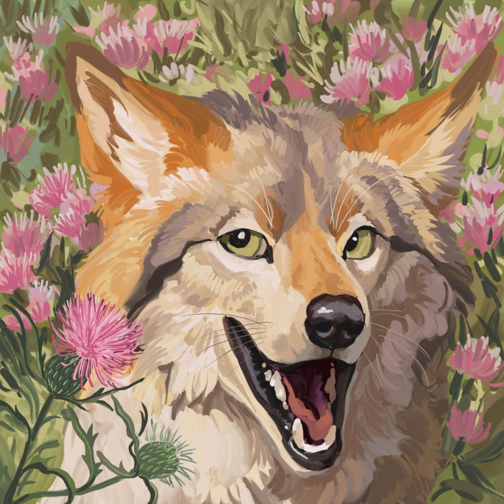 a painting of a coyote in a field of prairie thistle flowers