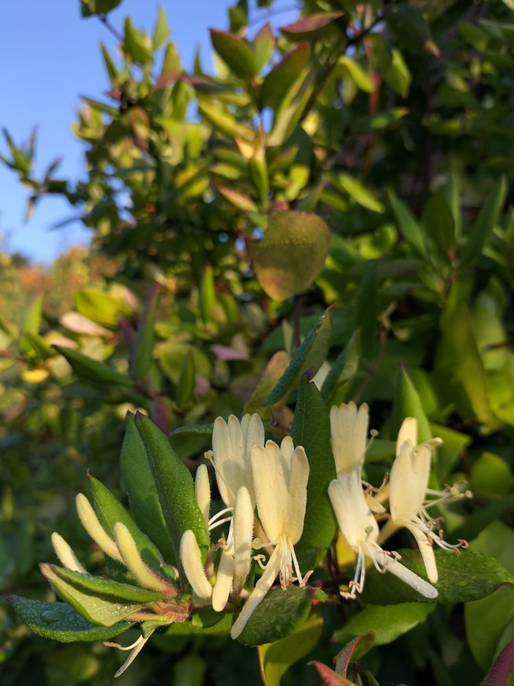 A photograph of pale yellow honeysuckle flowers growing against the backdrop of a green, leafy hedge. The sun is just rising, casting a pale light which catches the blanket of tiny dewdrops across leaves and petals alike. In the background, hints of orange suggest the turning of the leaves, and a bright, brilliant blue sky crowns the world.