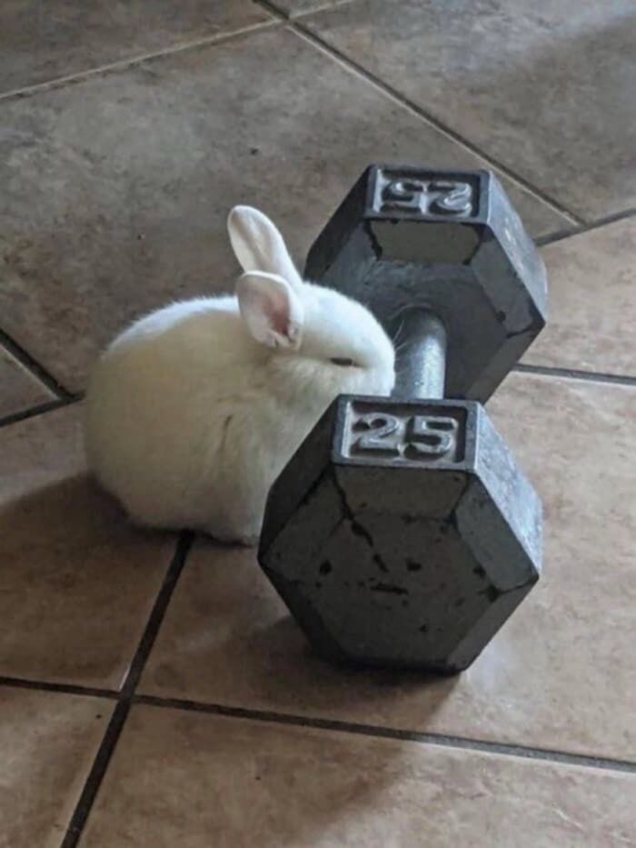 A tiny rabbit trying to lift a 25lb dumbbell