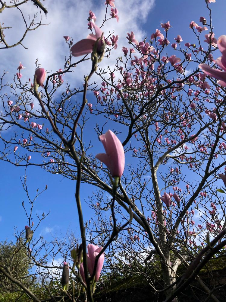 Pink magnolia tree flowers against a bright blue sky 