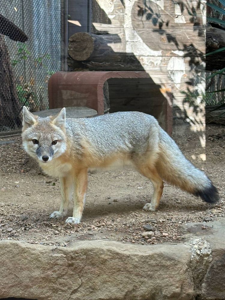 said swift fox standing, showing the fact she only has 3 legs, looking at the camera
