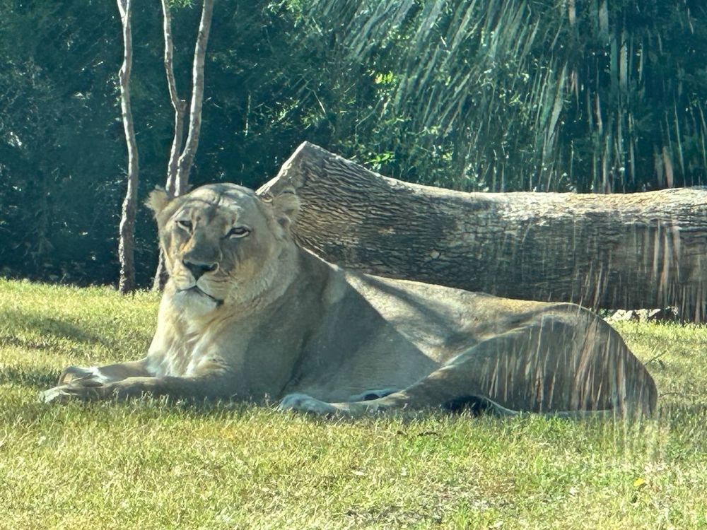 A lioness keeps watch but looks kinda sleepy. It was nap time.