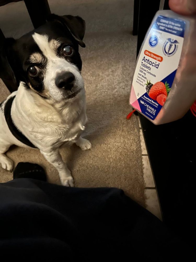 Adam, an older black and white little dog, looks at the camera and the person holding the bottle of generic brand antacids in their hand. He had been staring at the bottle on the table and pawed at it once I picked it up. He did not get antacids. 