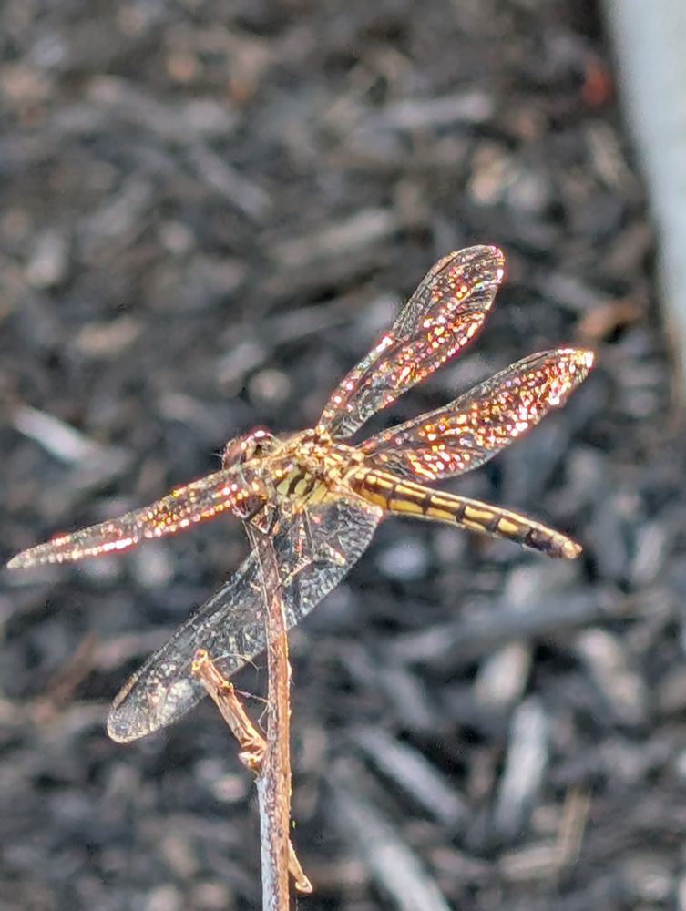 Dragonfly with iridescent wings