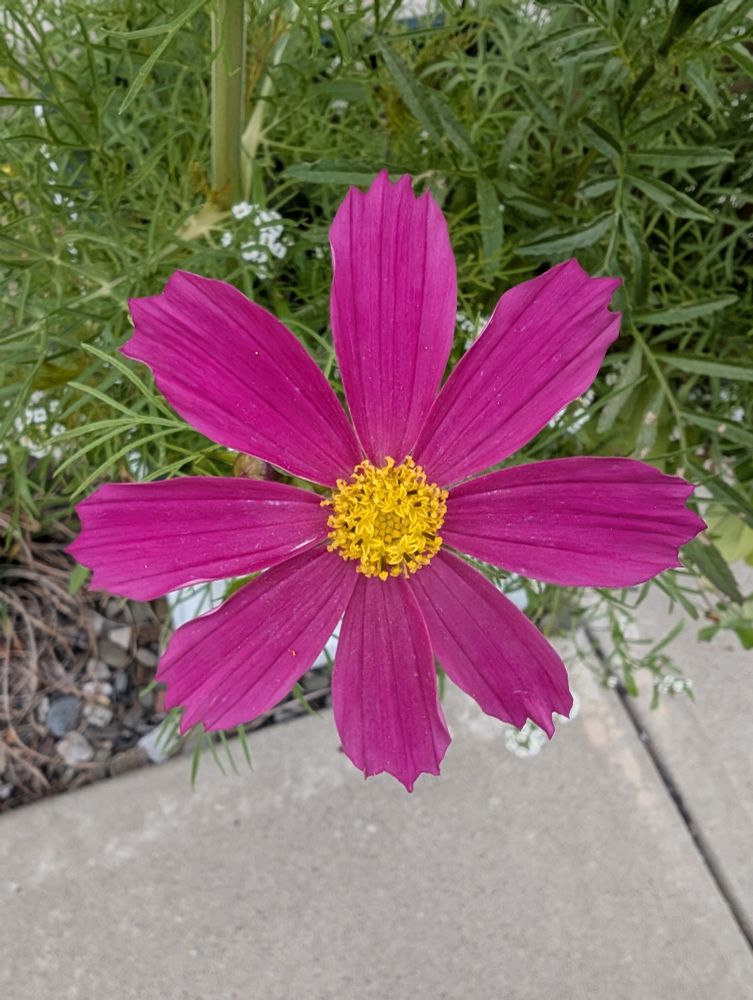Pink cosmos