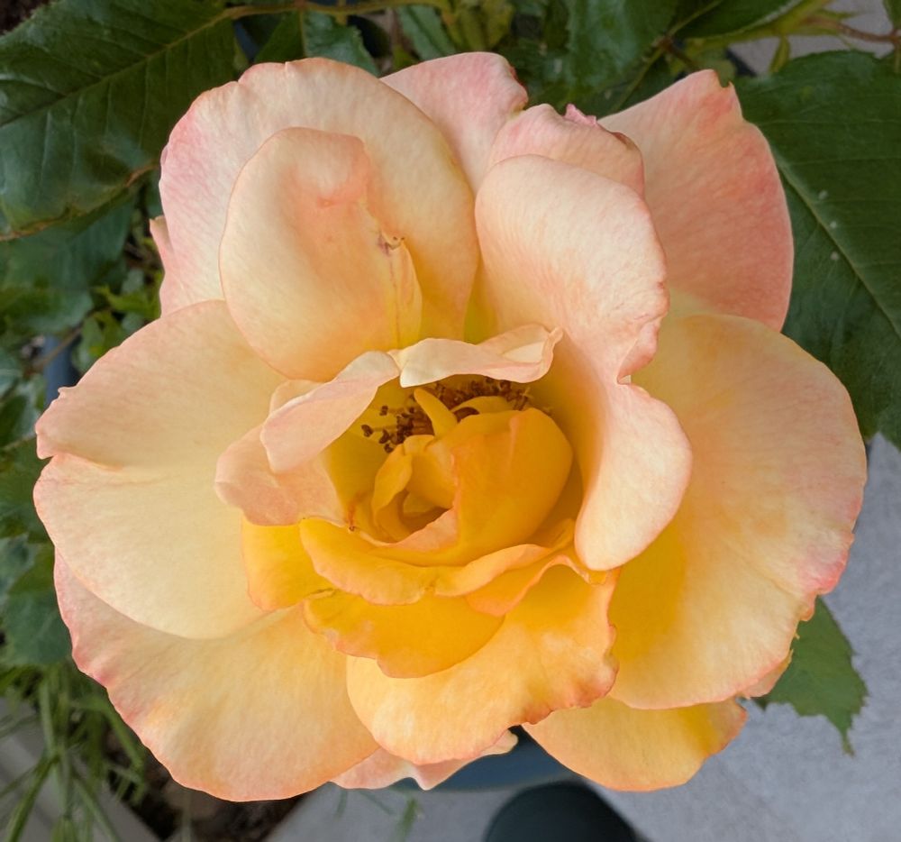 Light pink and yellow rose