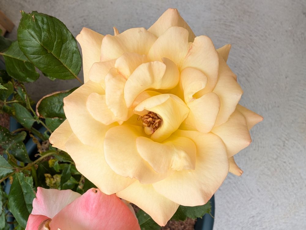 Yellow rose