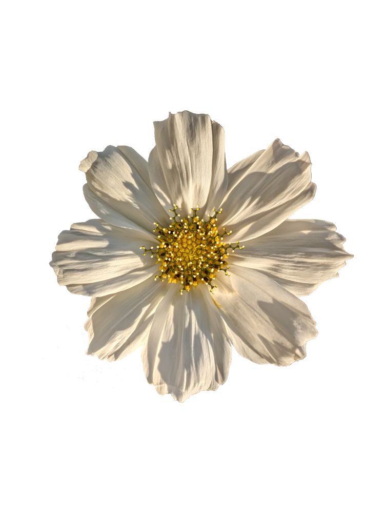 A white cosmos flower on a white background, with a yellow center. Overlaid on the center of the flower are p-coumaric acid ball-stick molecular representations tinted yellow to represent pollen.