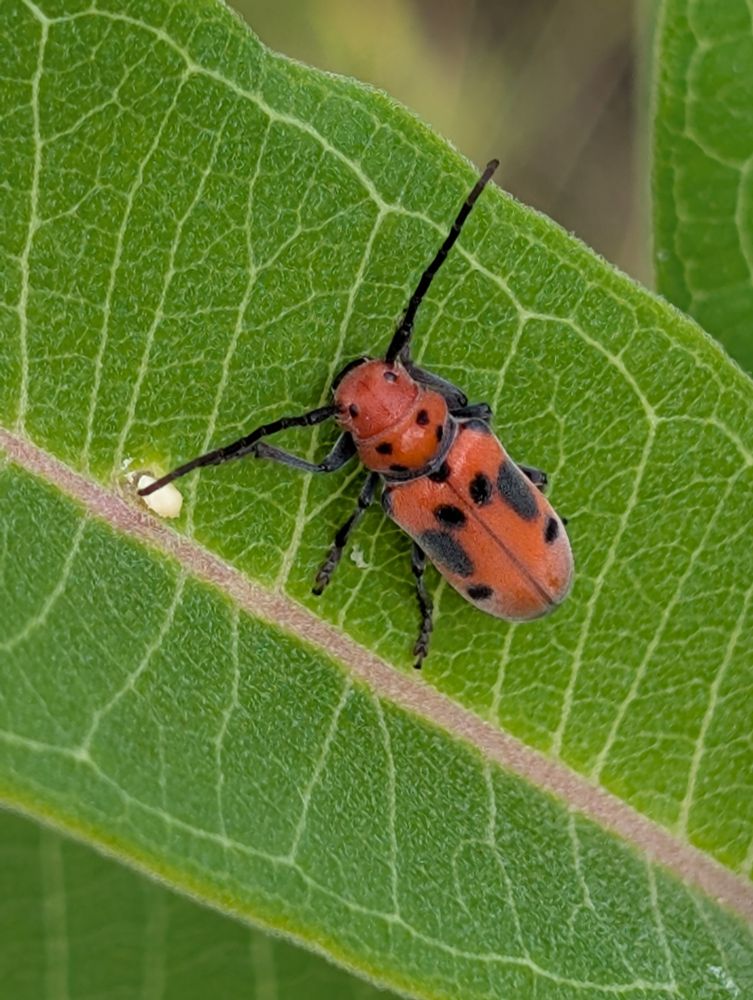 Orange milkweed beetle on leaf
