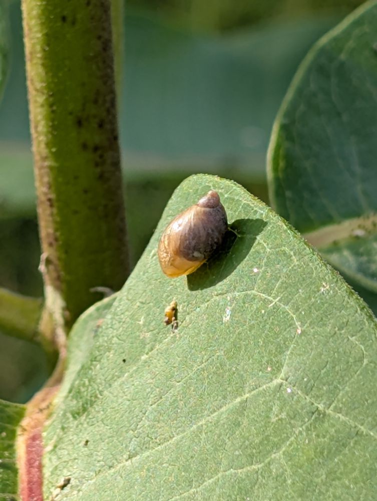 Snail on a leaf