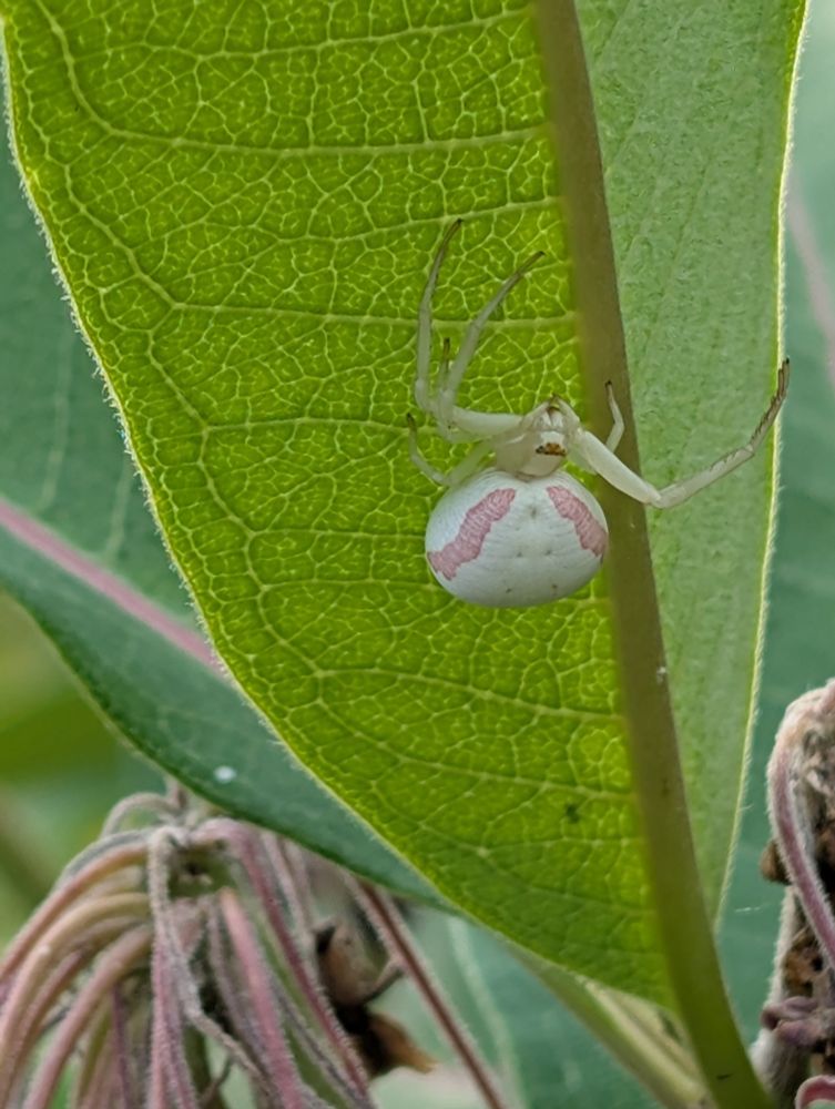 White and pink spider on a leaf