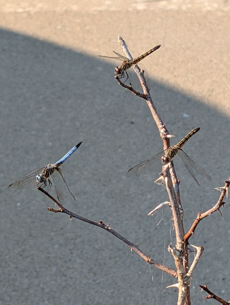 Three dragonflies on branches