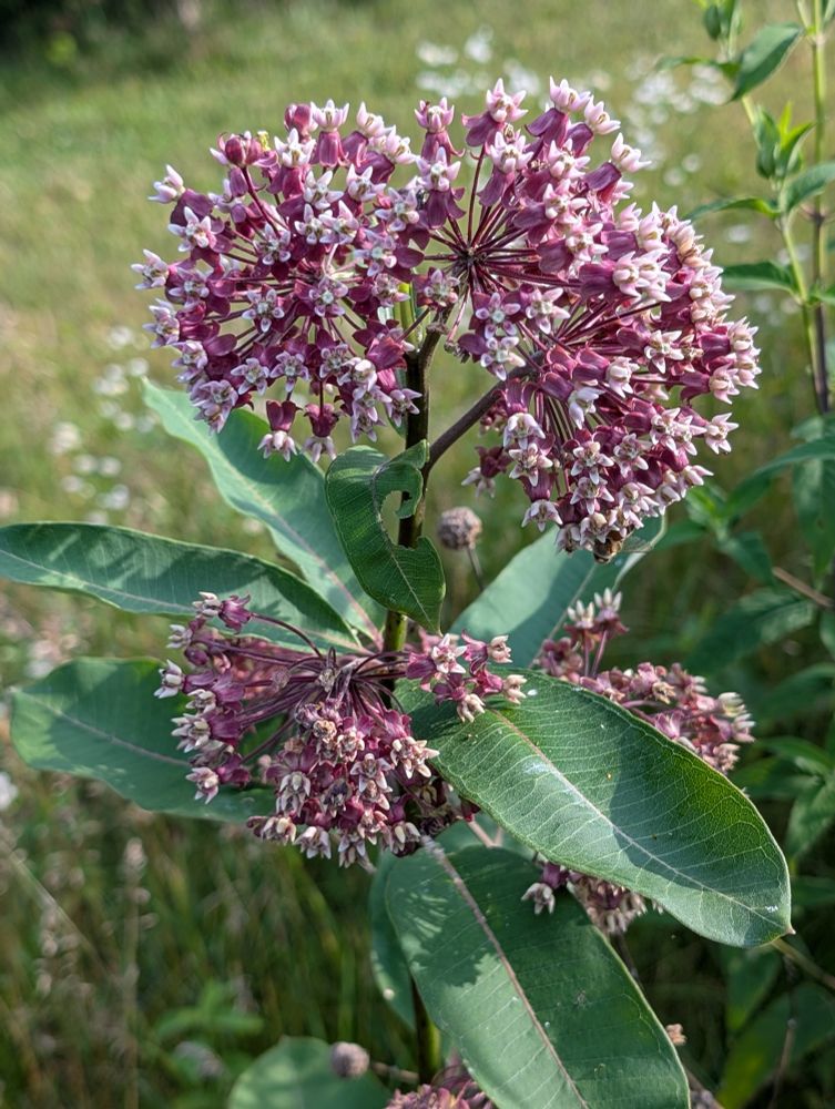 Milkweed flowers in a field 