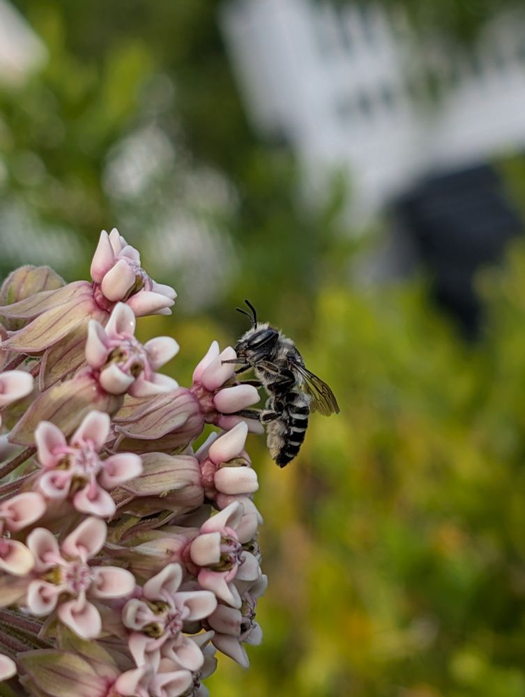Black and white bee type bug on milkweed