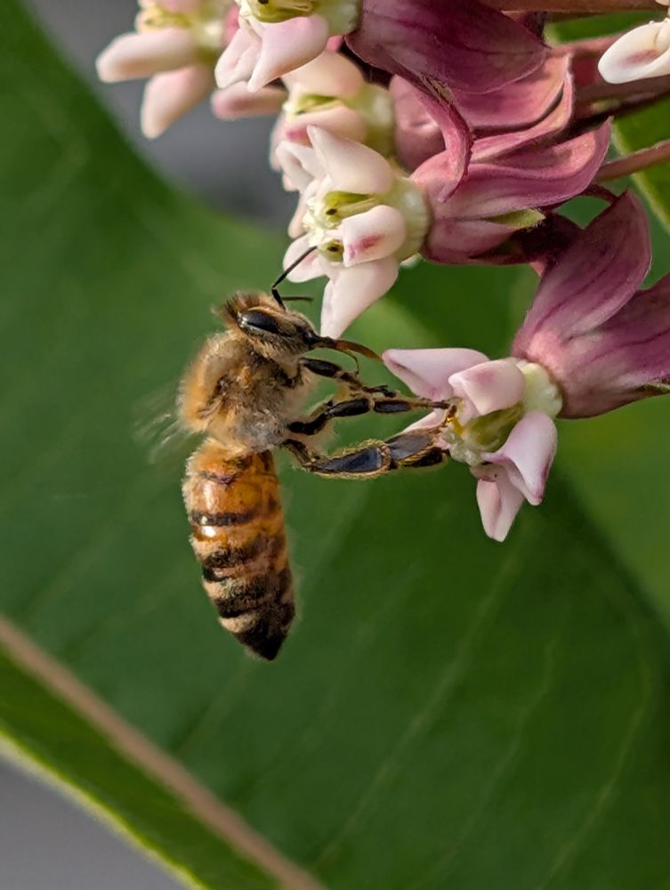 Honeybee on milkweed flower 