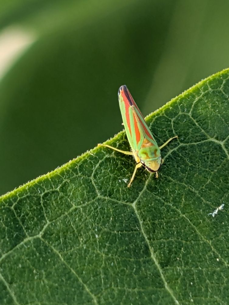 Green leafhopper on leaf