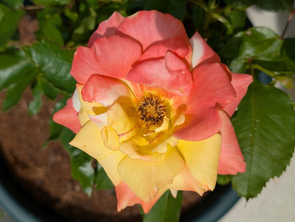 Dark pink and yellow rose
