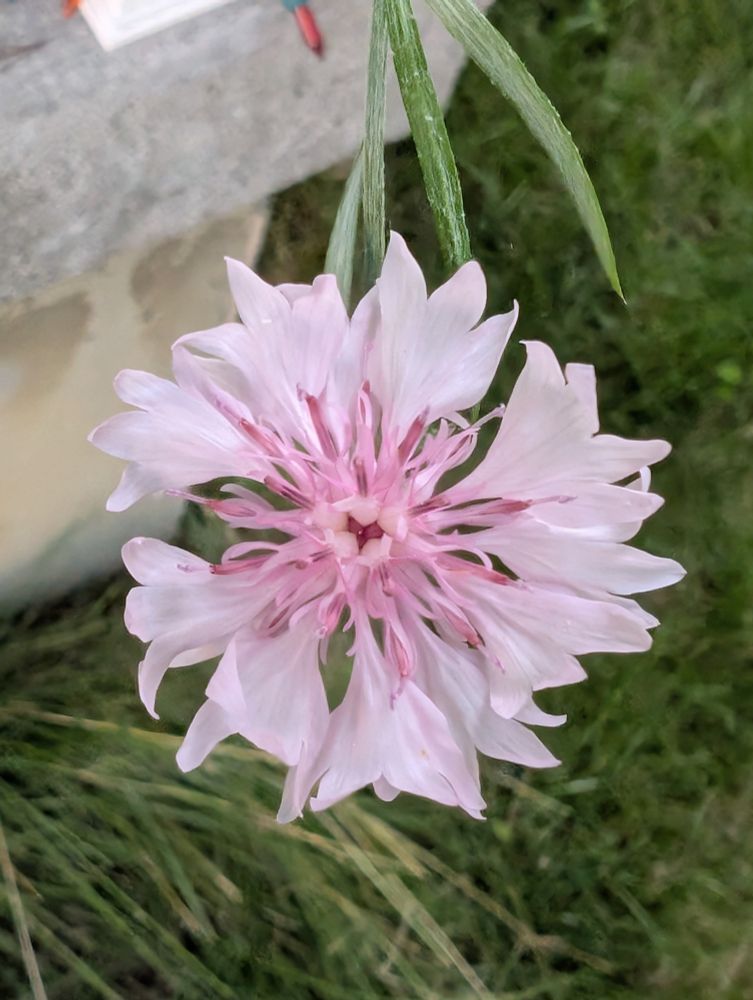 Pink flower over grass