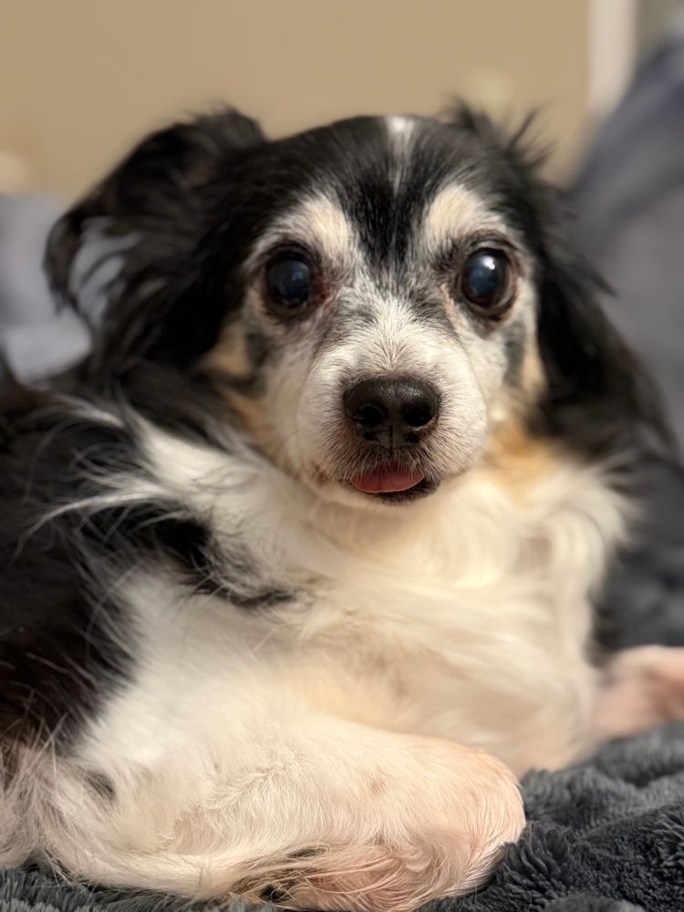 Small black, white and brown chihuahua looking at you with big eyes and a little tongue blep sticking out!