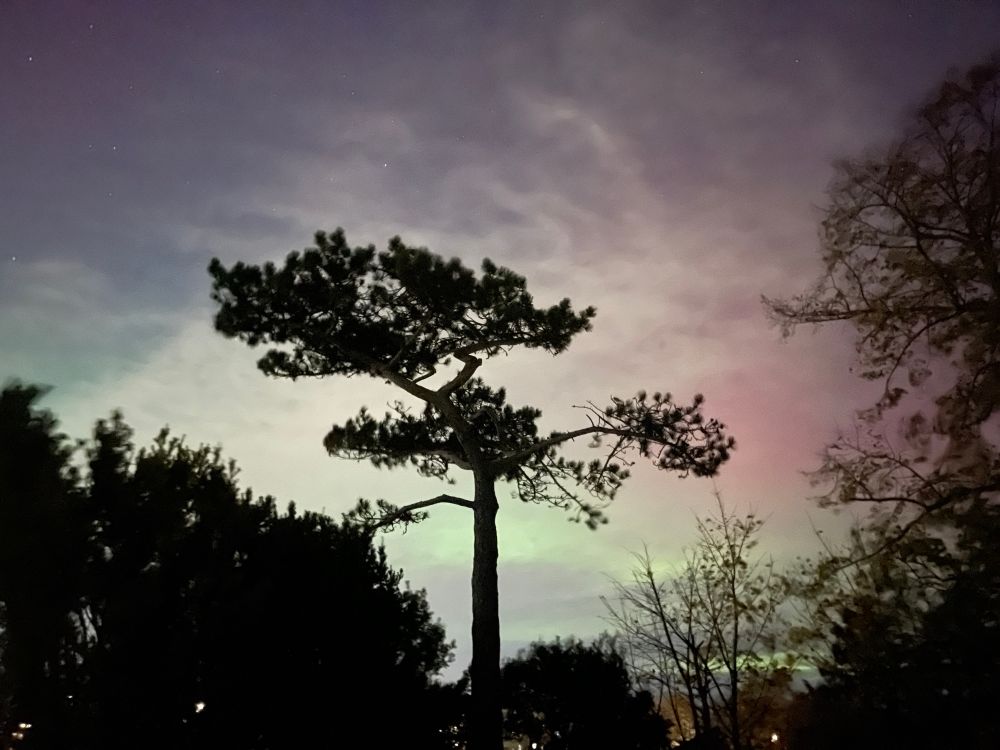 11/11/2025 8:58pm Aurora reds and greens silhouetting a pine tree