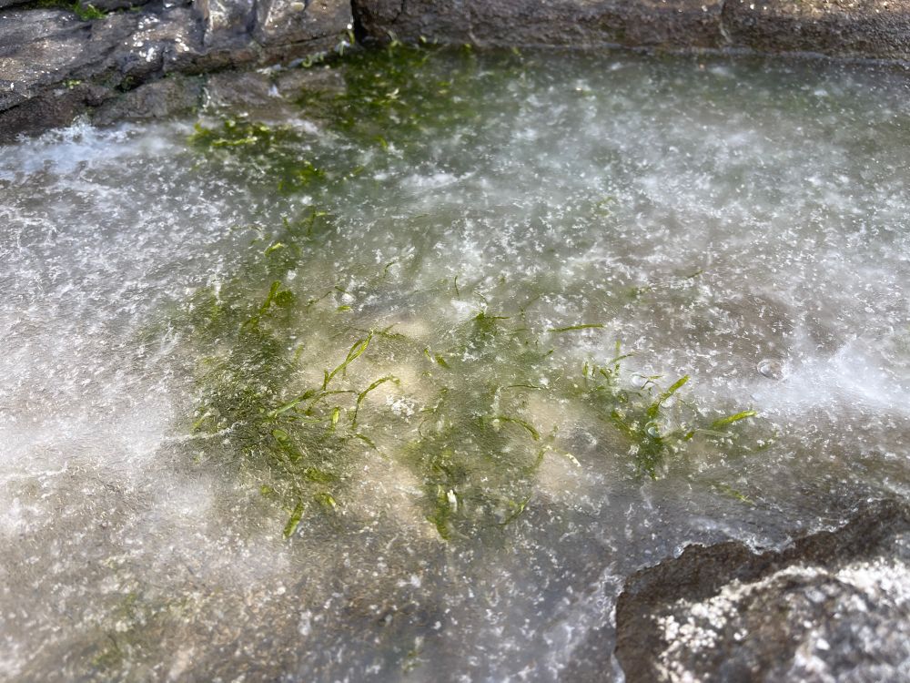 Tidal pool located above the mean high water line. Temps are in the 20’s F. Mixture of sea water and rain water tidal pool frozen solid with sea lettuce (algae) locked in place. Tiny air bubbles proliferate the ice sheet from the algae growing below.