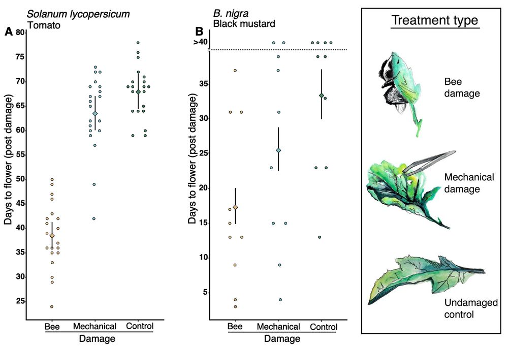 Fig. 2 Effects of bee damage on flowering time. Flowering time of Solanum lycopersicum and Brassica nigra plants subjected to three treatments: (i) bee damage, (ii) mechanical damage, and (iii) no damage (control). Bars represent least squares means ± confidence intervals. Data were converted to a binary response variable (flowering or not flowering, for each plant on each day), and treatment effects were analyzed using generalized additive models (GAMs), avoiding assumptions of linearity. Interactions between “time since damage” and plant were modeled by smooth functions (table S1). (A) S. lycopersicum: All treatments had highly significant effects on flowering time (bee damage: P < 0.001, estimate = 13.697; mechanical damage: P < 0.001, estimate = 9.131; control: P < 0.001, estimate = −24.279). The interaction between time and plant (smooth term) was also significant: P < 0.001, estimated degrees of freedom (edf) = 0.974, Chi square (Chi.sq) = 39.49. GAM explained 77% of deviance, with coefficient of determination (R2) = 0.794 over 4800 observations. n = 20 plants per treatment. (B) B. nigra: All treatments had highly significant effects on flowering time (bee damage: P < 0.001, estimate = 2.955; mechanical damage: P < 0.001, estimate = 2.601; control: P < 0.001, estimate = −5.747). The interaction between time and plant (smooth term) was also significant: P < 0.001, edf = 0.994, Chi.sq = 181.9. GAM explained 48% of the deviance, with R2 = 0.532 over 1200 observations. n = 10 plants per treatment. On the right is a figure legend showing watercolour illustrations of the three treatments: bee damage, mechanical damage, undamaged control).