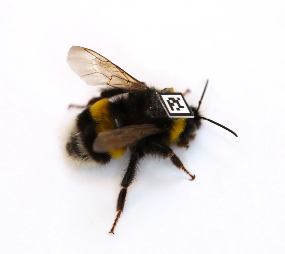Photo of a female buff tailed bumble bee worker wearing a little QR code glued to its thorax in order to track it during behavioural assays. 