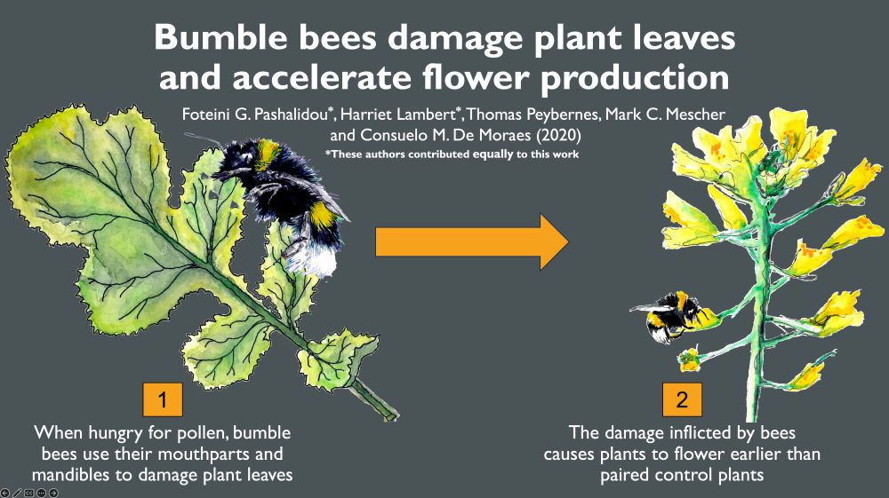 Graphical abstract of science paper 'bumble bee damage plant leaves and accelerate flower production' with a list of the authors on a grey background. On the left is a watercolour illustration of a bumble bee damaging a plant leaf with the description 'when hungry for pollen, bumble bees use their mouthparts and mandibles to damage plant leaves'. this illustration is connected by a orange arrow to a watercolour drawing of a flowering yellow black mustard plant with a bumble bee. This has the description: 2) the damage inflicted by bees causes plants to flower earlier than paired control plants. 